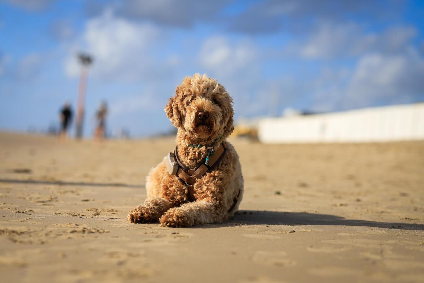 Dierenfotografie