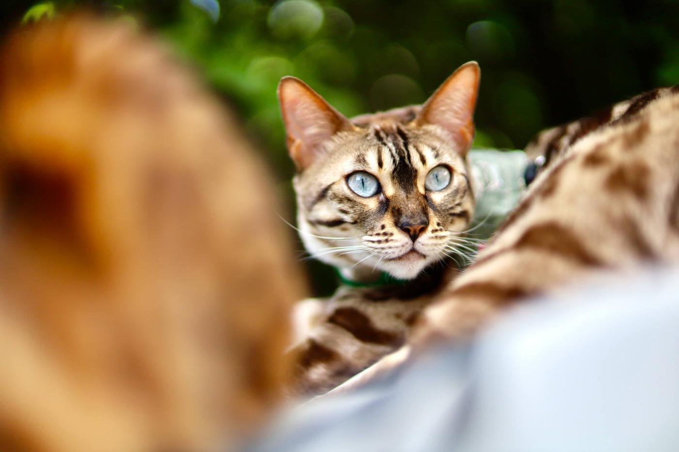 Dierenfotografie