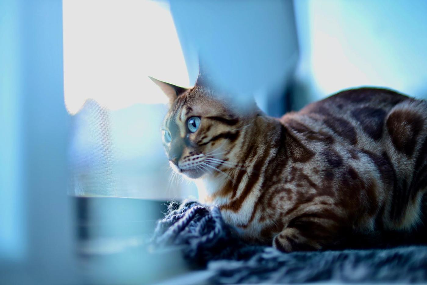 Dierenfotografie