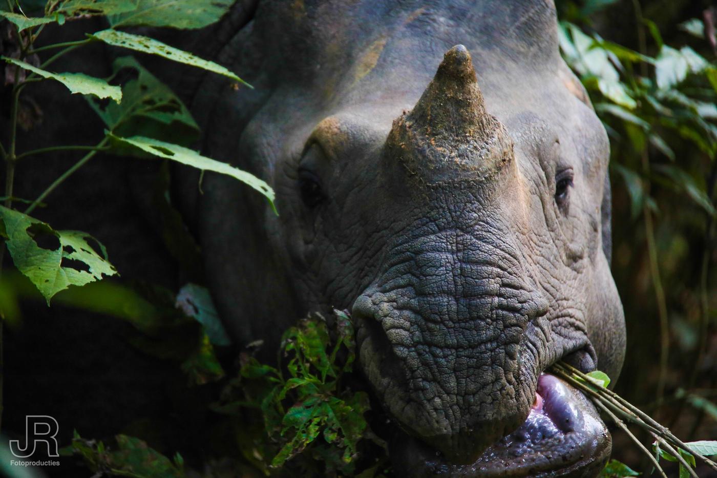 Dierenfotografie