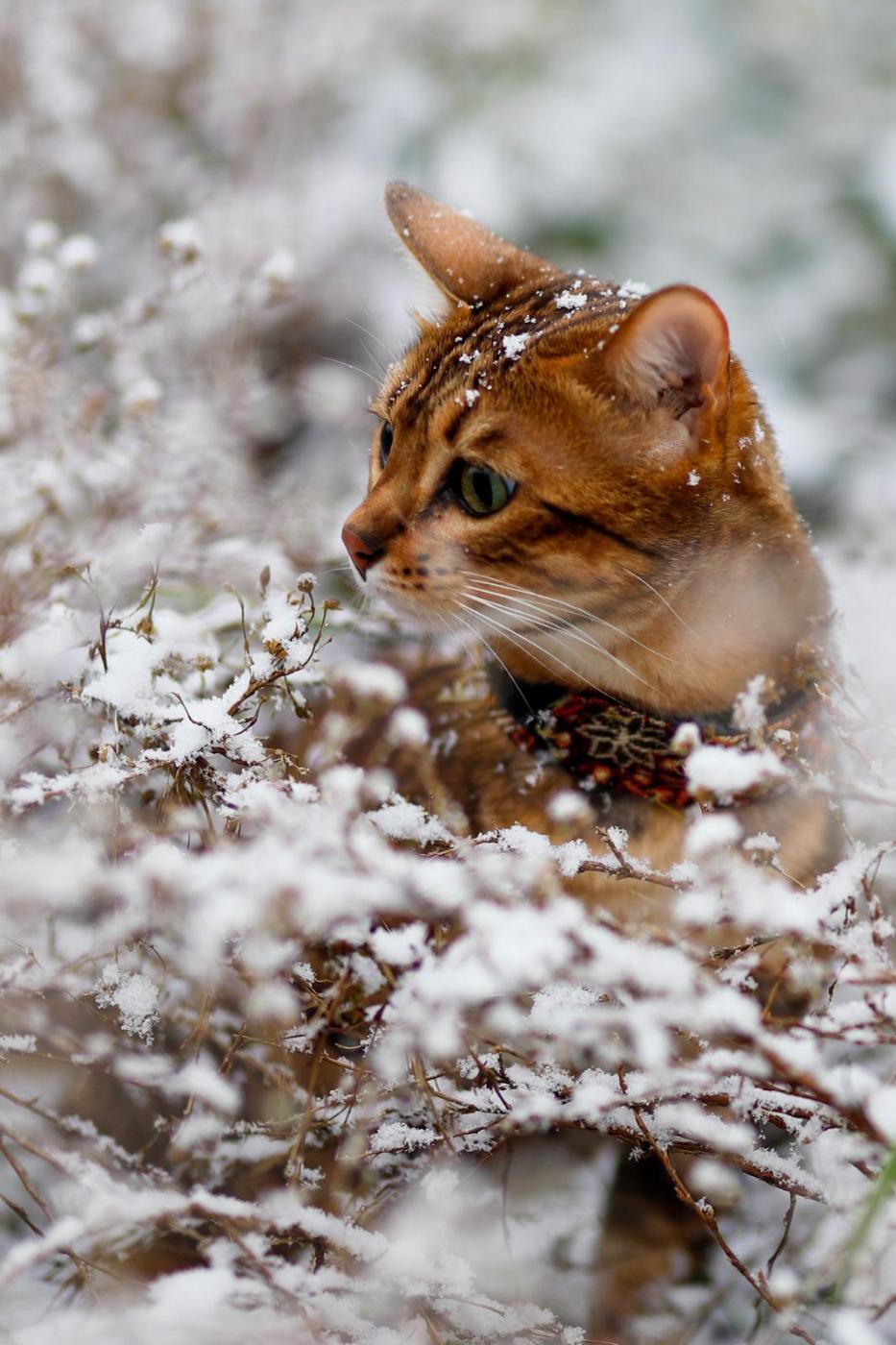 Dierenfotografie